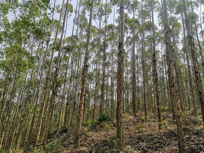 高峰林場(chǎng)上半年完成木材銷售任務(wù)85%，多元經(jīng)營助力穩(wěn)健發(fā)展